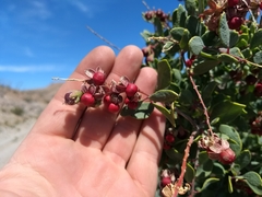 Stegnosperma halimifolium