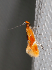 Epicallima formosella