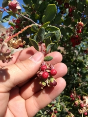 Stegnosperma halimifolium