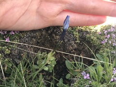 Gentiana brachyphylla