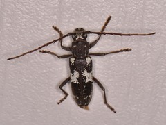 Enaphalodes taeniatus