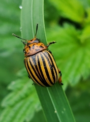 Leptinotarsa decemlineata