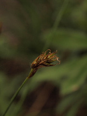 Carex micropoda