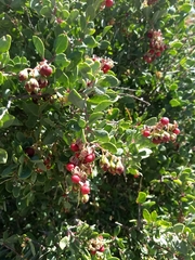 Stegnosperma halimifolium