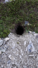 Marmota marmota