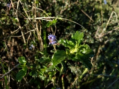 Ceanothus foliosus foliosus