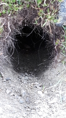 Marmota marmota
