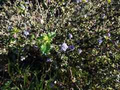 Ceanothus foliosus foliosus