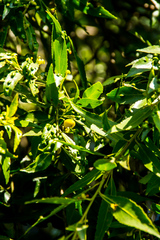 Maytenus peduncularis