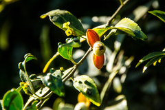 Maytenus peduncularis