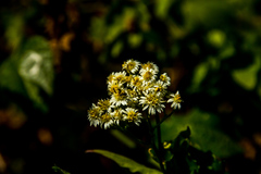 Microglossa mespilifolia