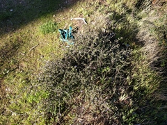 Ceanothus foliosus foliosus