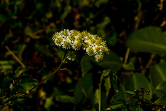 Microglossa mespilifolia