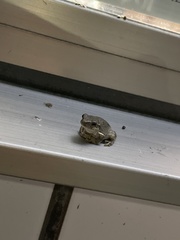 Hyla japonica