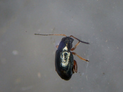 Aphthona herbigrada