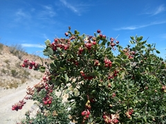 Stegnosperma halimifolium