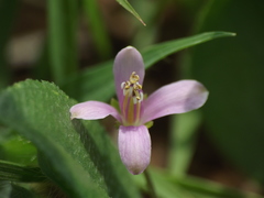 Cleome simplicifolia