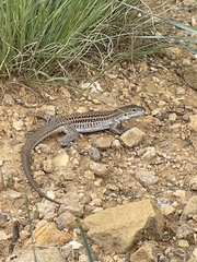 Aspidoscelis exsanguis