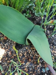 Haemanthus