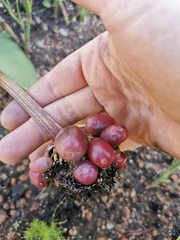 Haemanthus
