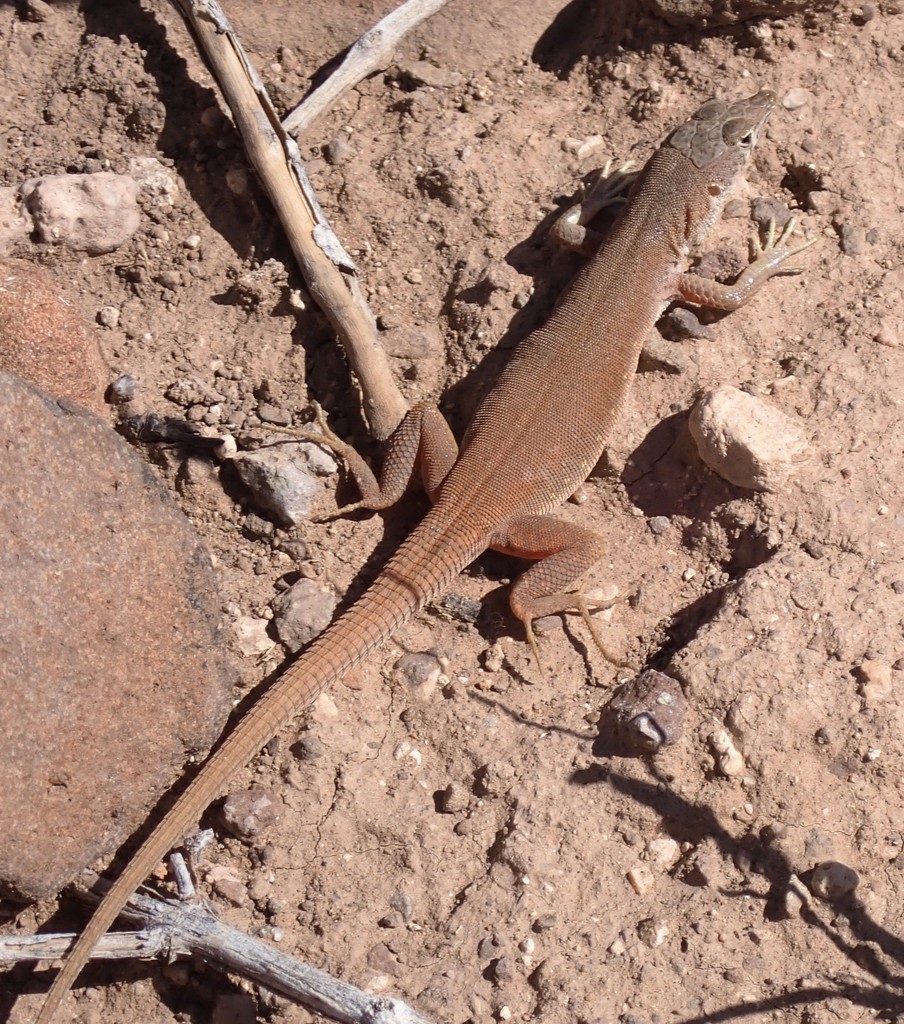Mayer's Sand Lizard