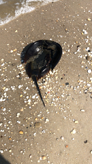 Limulus