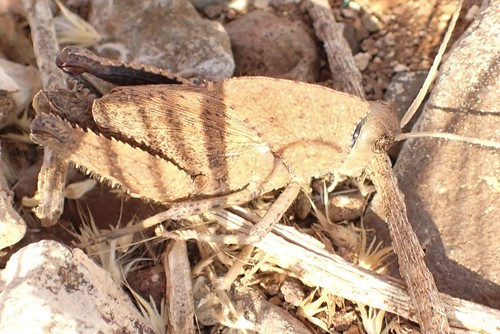 Pagopedilum sabulosum · NaturaLista Colombia