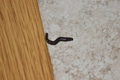 Kontikia ventrolineata