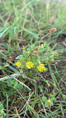 Trifolium dubium
