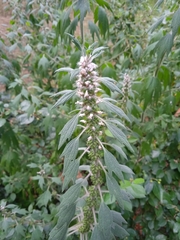 Leonurus quinquelobatus