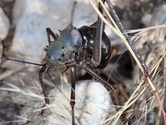 Acanthoplus longipes