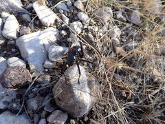 Acanthoplus longipes