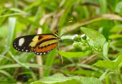 Mechanitis lysimnia
