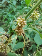 Cuscuta campestris