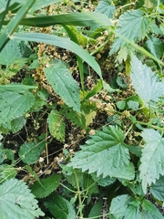 Cuscuta campestris