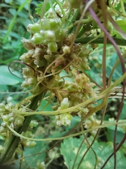 Cuscuta campestris