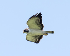 Buteo brachyurus