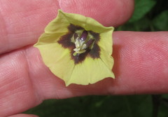 Physalis longifolia subglabrata