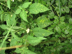 Physalis longifolia subglabrata