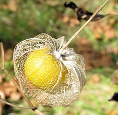 Physalis longifolia subglabrata