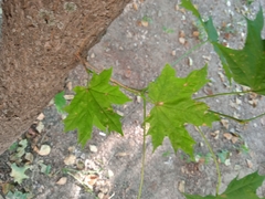 Acer platanoides