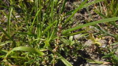 Polygonum