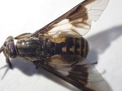 Chrysops sackeni