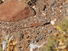 Mayer's Sand Lizard photo 4
