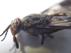 Chrysops sackeni