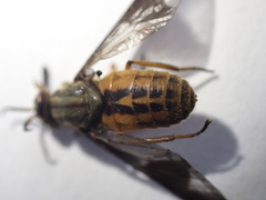 Chrysops striatus