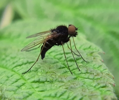 Chrysopilus proximus