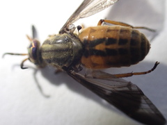 Chrysops striatus