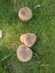 Boletus reticulatus