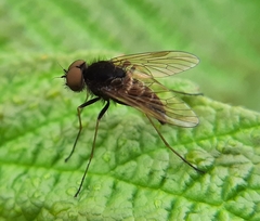 Chrysopilus proximus